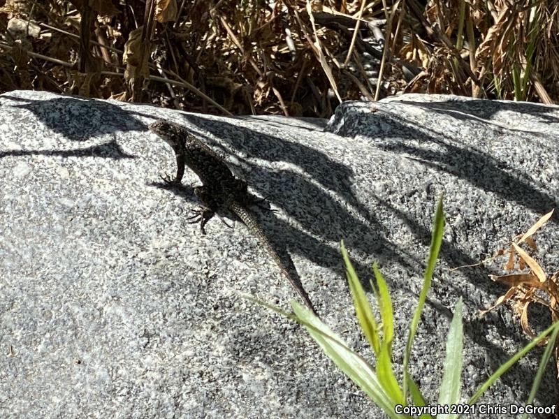 Western Fence Lizard (Sceloporus occidentalis)