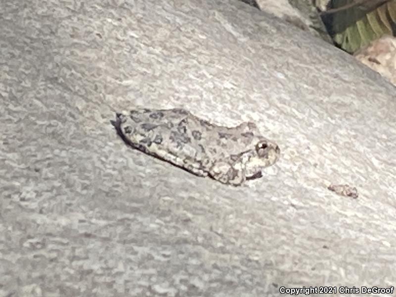 California Treefrog (Pseudacris cadaverina)