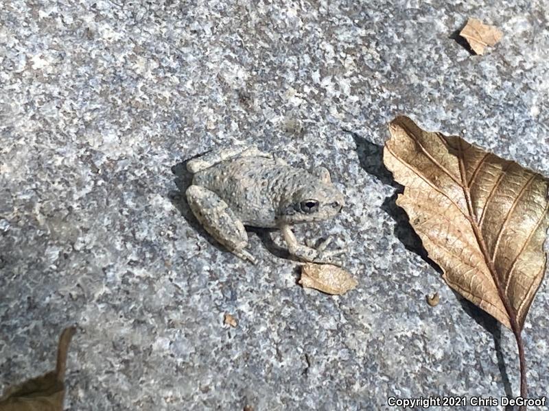 California Treefrog (Pseudacris cadaverina)