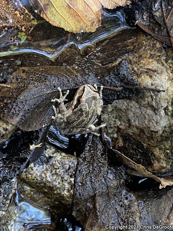 Baja California Treefrog (Pseudacris hypochondriaca)