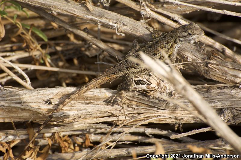 Great Basin Fence Lizard (Sceloporus occidentalis longipes)