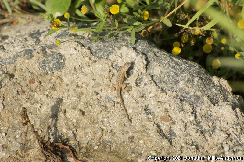 Great Basin Fence Lizard (Sceloporus occidentalis longipes)