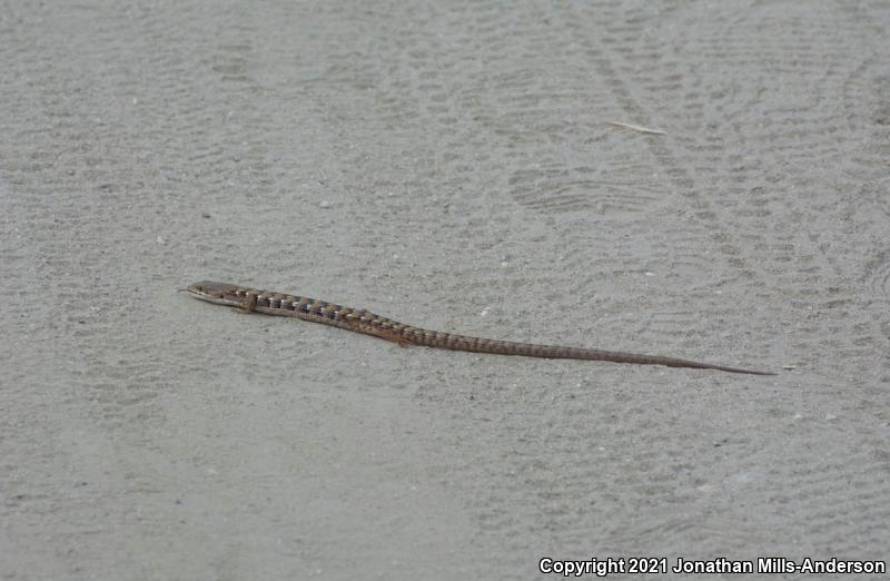 San Diego Alligator Lizard (Elgaria multicarinata webbii)