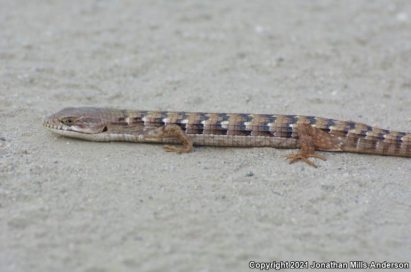 San Diego Alligator Lizard (Elgaria multicarinata webbii)