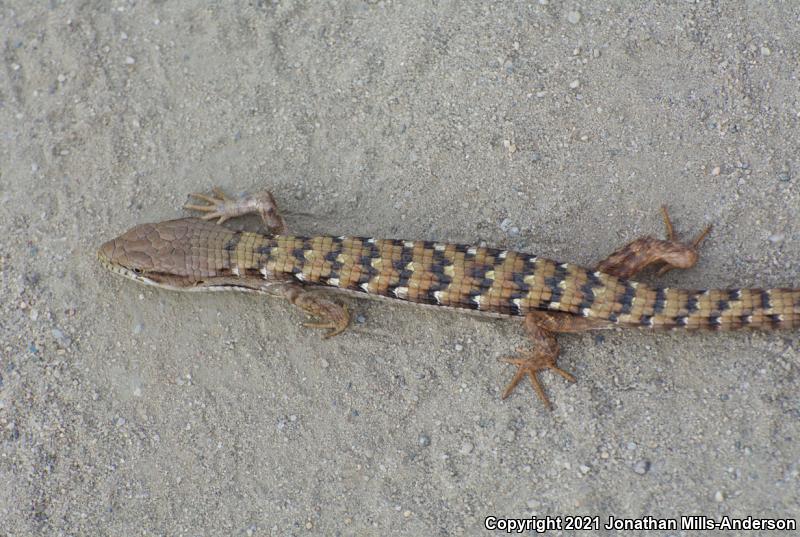 San Diego Alligator Lizard (Elgaria multicarinata webbii)