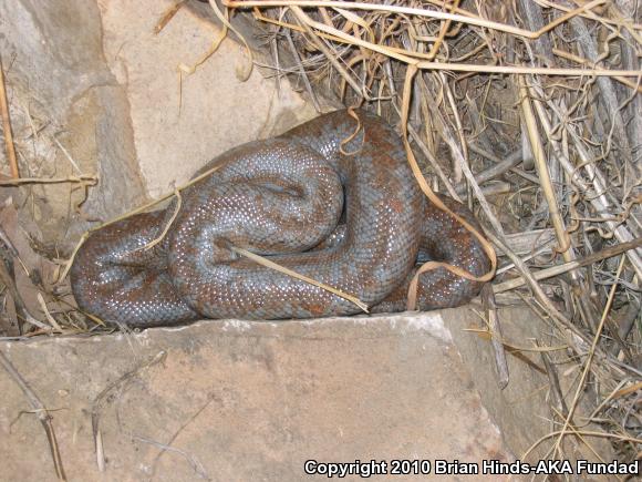 Coastal Rosy Boa (Lichanura trivirgata roseofusca)