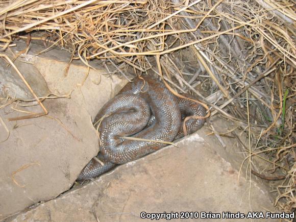 Coastal Rosy Boa (Lichanura trivirgata roseofusca)