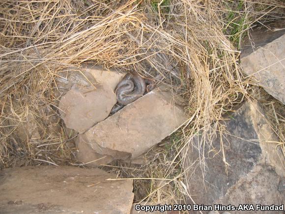 Coastal Rosy Boa (Lichanura trivirgata roseofusca)