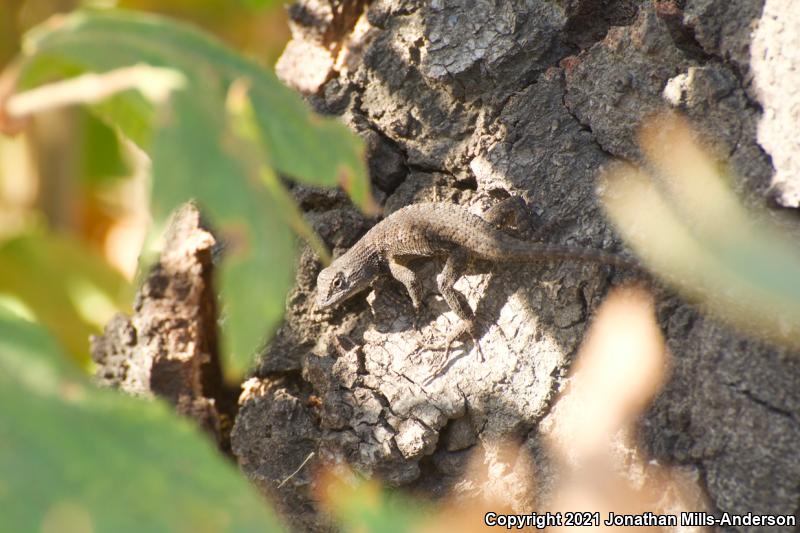 Great Basin Fence Lizard (Sceloporus occidentalis longipes)