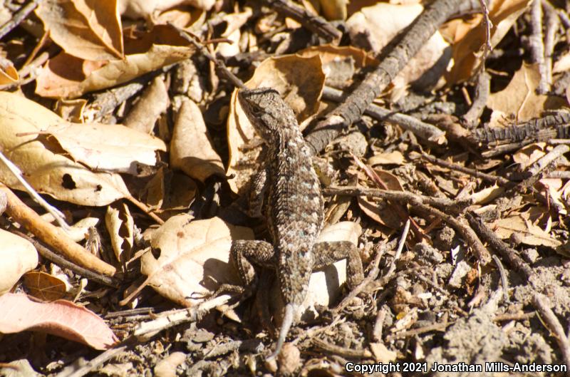 Great Basin Fence Lizard (Sceloporus occidentalis longipes)