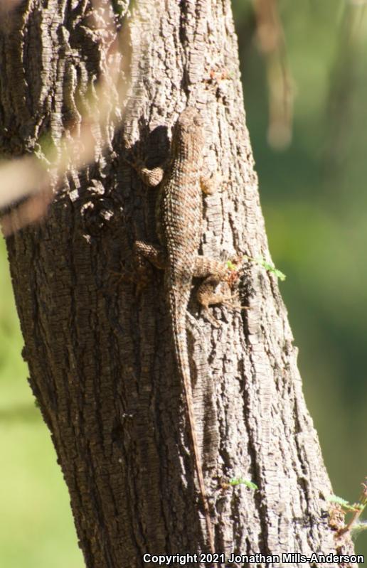 Great Basin Fence Lizard (Sceloporus occidentalis longipes)