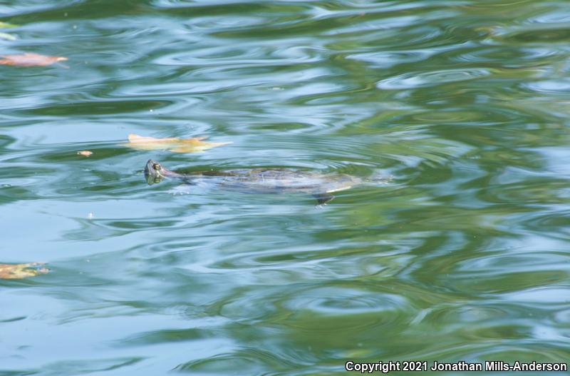 Red-eared Slider (Trachemys scripta elegans)