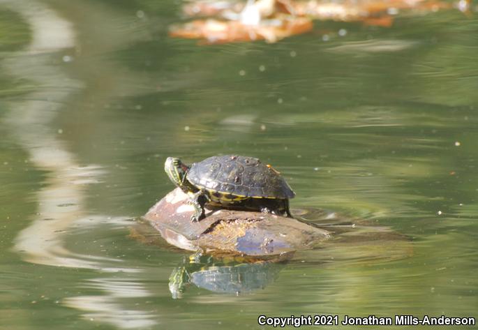 Red-eared Slider (Trachemys scripta elegans)