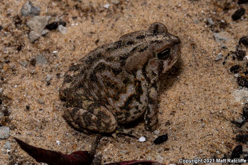 Fowler's Toad (Anaxyrus fowleri)