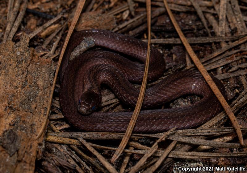 Northern Red-bellied Snake (Storeria occipitomaculata occipitomaculata)