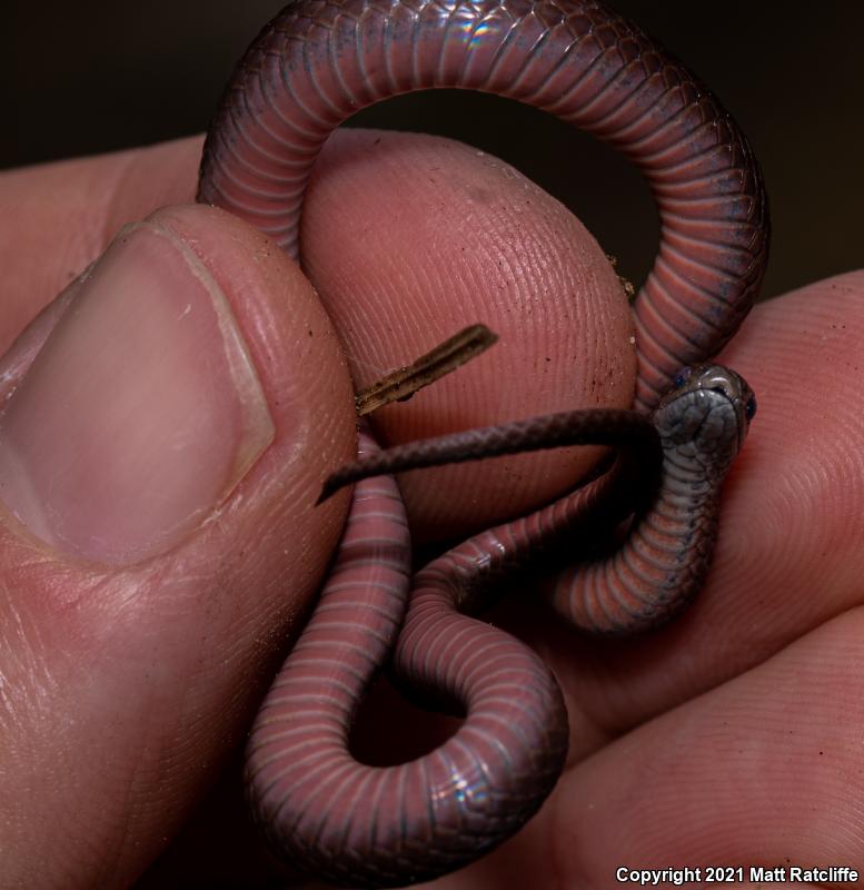 Northern Red-bellied Snake (Storeria occipitomaculata occipitomaculata)