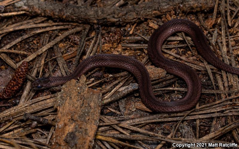 Northern Red-bellied Snake (Storeria occipitomaculata occipitomaculata)