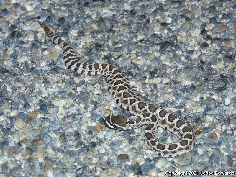 Southern Pacific Rattlesnake (Crotalus oreganus helleri)