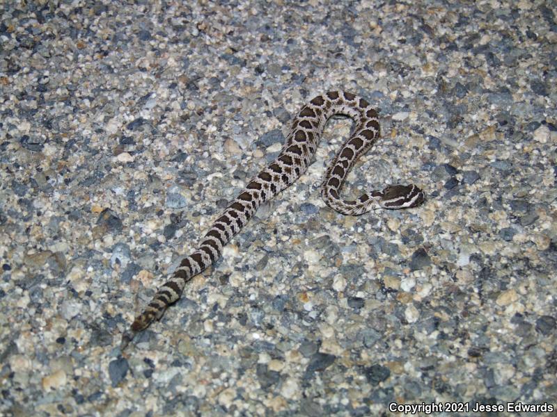 Southern Pacific Rattlesnake (Crotalus oreganus helleri)