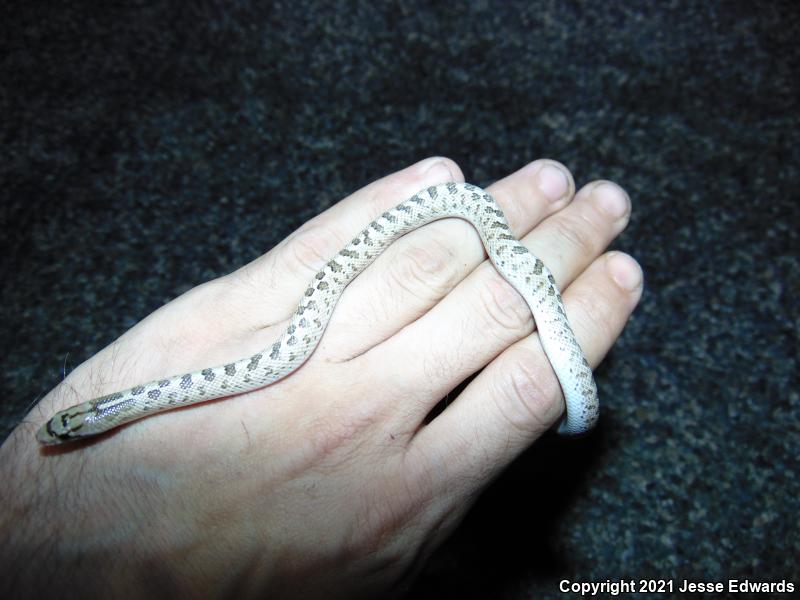 Glossy Snake (Arizona elegans)