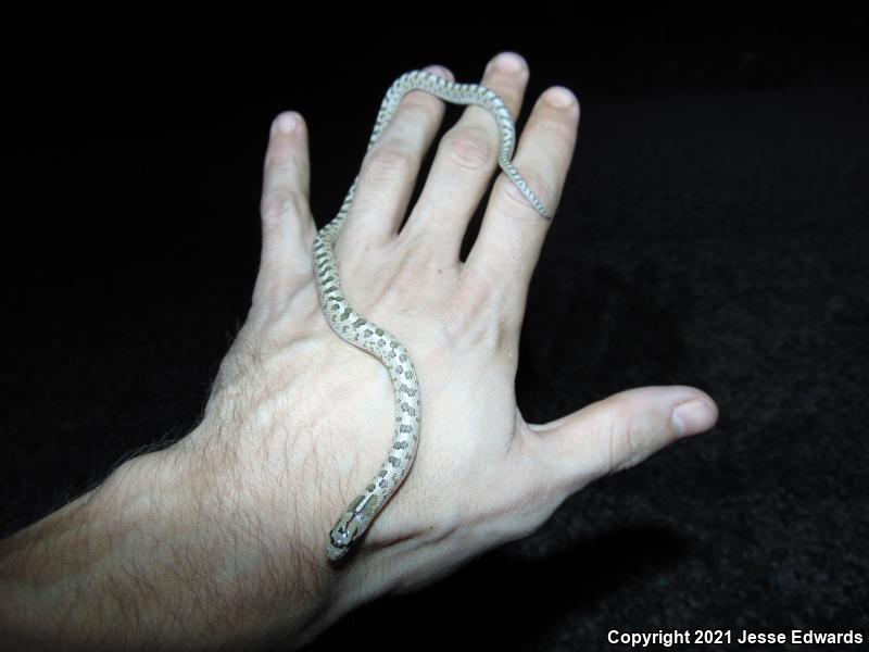 Glossy Snake (Arizona elegans)