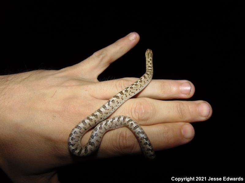 Glossy Snake (Arizona elegans)