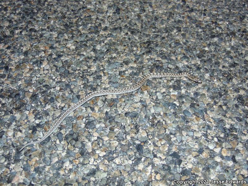 Glossy Snake (Arizona elegans)