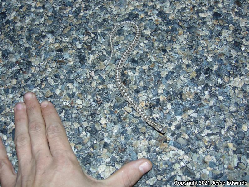 Glossy Snake (Arizona elegans)