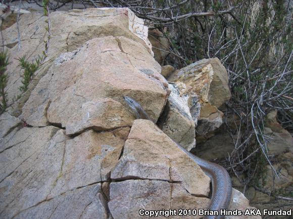 Coastal Rosy Boa (Lichanura trivirgata roseofusca)