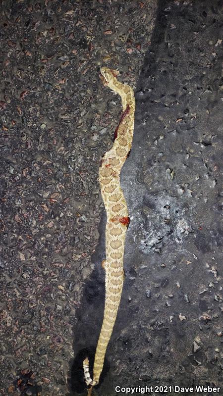 Western Diamond-backed Rattlesnake (Crotalus atrox)