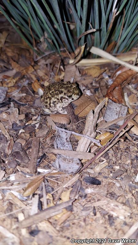 Couch's Spadefoot (Scaphiopus couchii)