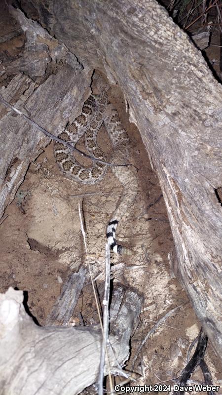 Western Diamond-backed Rattlesnake (Crotalus atrox)