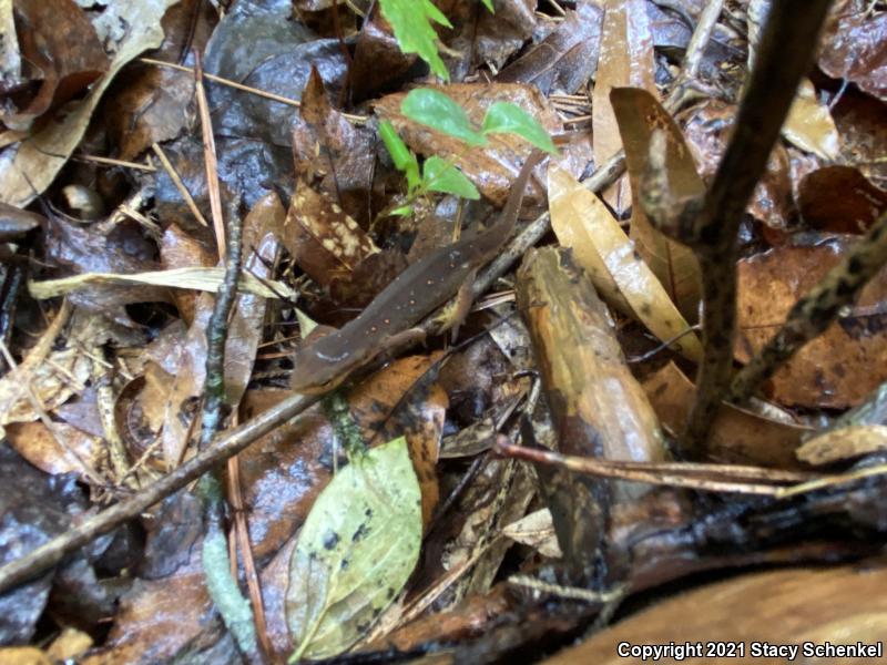 Eastern Newt (Notophthalmus viridescens)