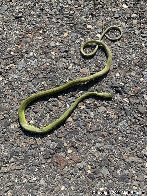 Northern Rough Greensnake (Opheodrys aestivus aestivus)