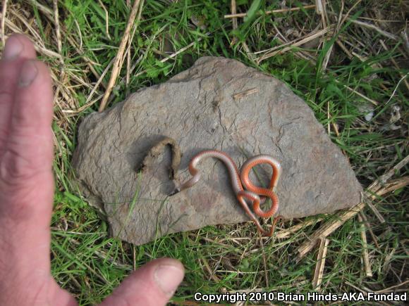 Western Black-headed Snake (Tantilla planiceps)