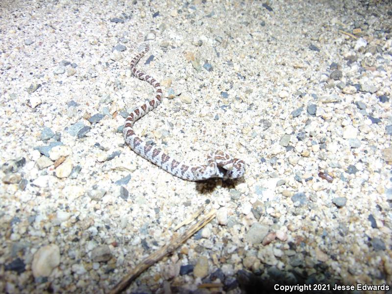 Western Lyresnake (Trimorphodon biscutatus)