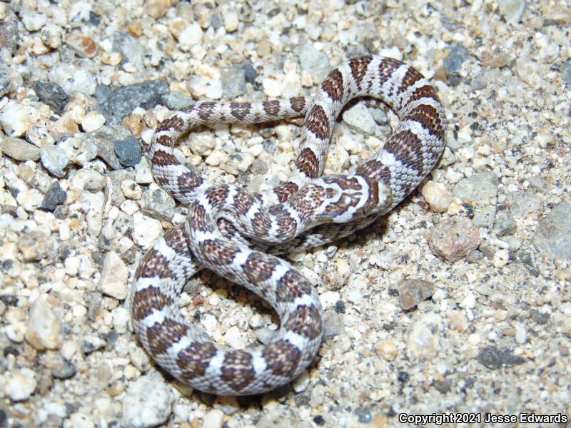 Western Lyresnake (Trimorphodon biscutatus)