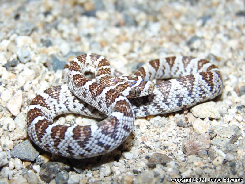 Western Lyresnake (Trimorphodon biscutatus)