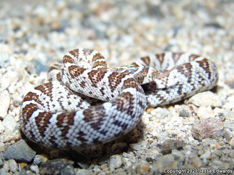 Western Lyresnake (Trimorphodon biscutatus)