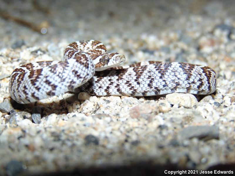 Western Lyresnake (Trimorphodon biscutatus)