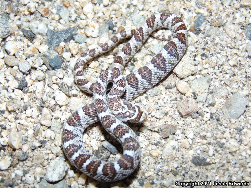 Western Lyresnake (Trimorphodon biscutatus)