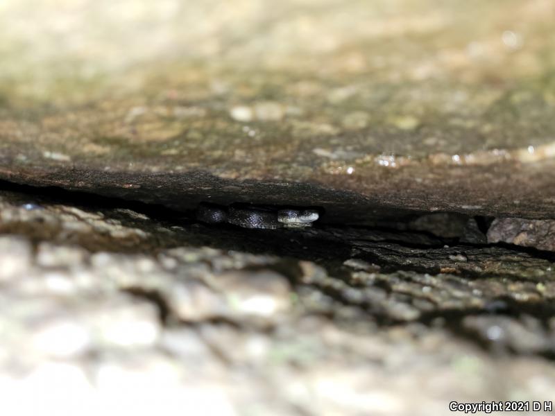 Black Ratsnake (Pantherophis obsoletus obsoletus)