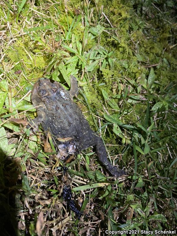 Fowler's Toad (Anaxyrus fowleri)