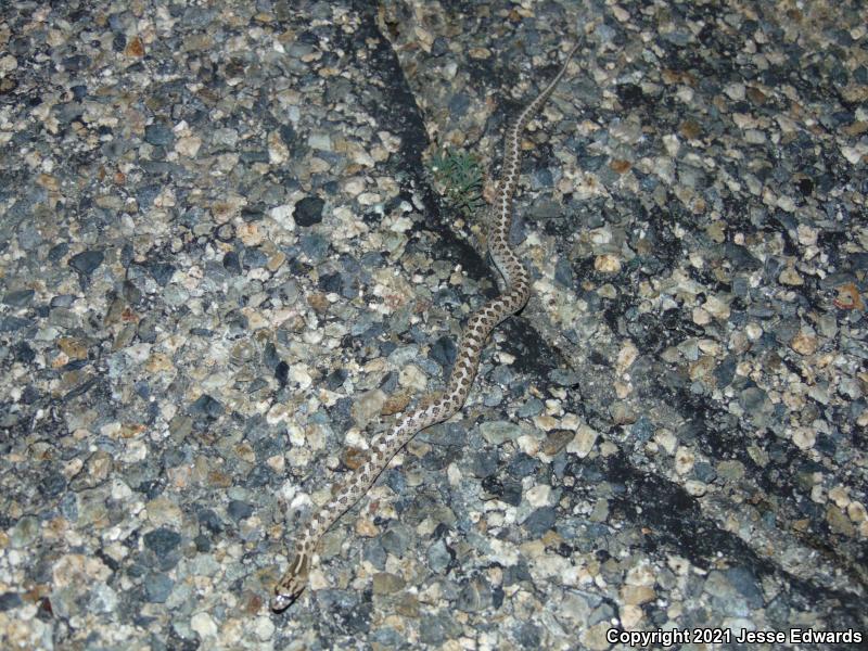 Glossy Snake (Arizona elegans)