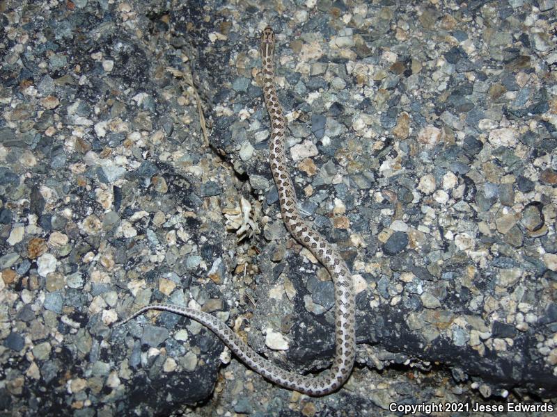 Glossy Snake (Arizona elegans)