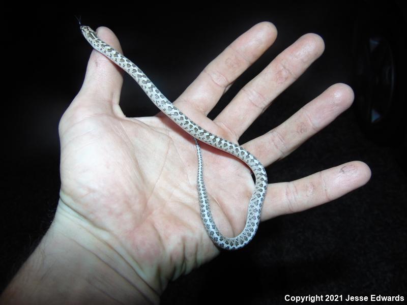 Glossy Snake (Arizona elegans)