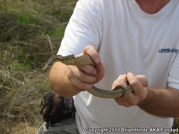 San Diego Gopher Snake (Pituophis catenifer annectens)