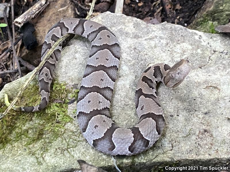 Southern Copperhead (Agkistrodon contortrix contortrix)