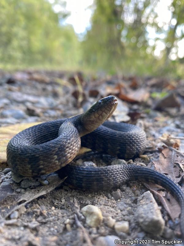 Mississippi Green Watersnake (Nerodia cyclopion)