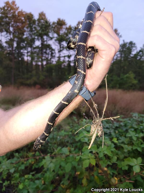 Eastern Kingsnake (Lampropeltis getula getula)